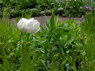 Tulips in White